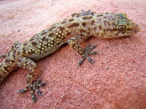 Mediterranean House Gecko (Hemidactylus turcicus)