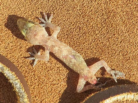 Mediterranean House Gecko (Hemidactylus turcicus)