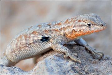 lizard