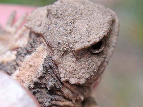 Greater Short-horned Lizard (Phrynosoma hernandesi)