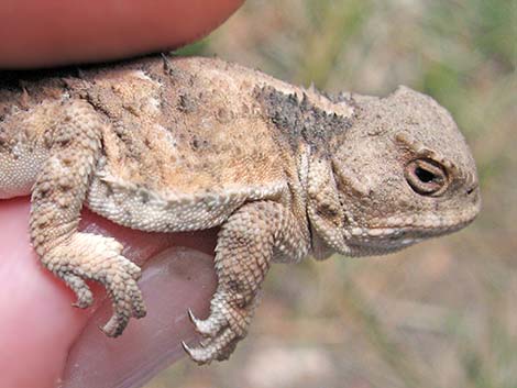 Greater Short-horned Lizard (Phrynosoma hernandesi)