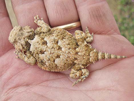 Southern Desert Horned Lizard (Phrynosoma platyrhinos calidiarum)