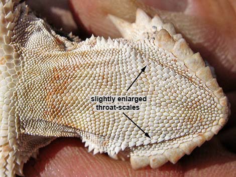 Southern Desert Horned Lizard (Phrynosoma platyrhinos calidiarum)