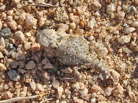 Southern Desert Horned Lizard (Phrynosoma platyrhinos calidiarum)