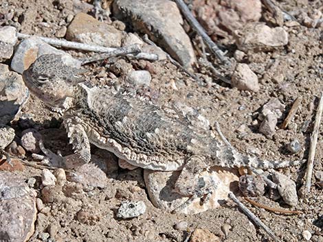 Northern Desert Horned Lizard (Phrynosoma platyrhinos platyrhinos)

