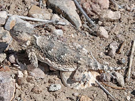 Northern Desert Horned Lizard (Phrynosoma platyrhinos platyrhinos)