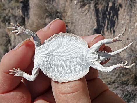 Northern Desert Horned Lizard (Phrynosoma platyrhinos platyrhinos)