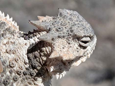 Northern Desert Horned Lizard (Phrynosoma platyrhinos platyrhinos)