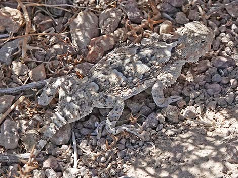 Northern Desert Horned Lizard (Phrynosoma platyrhinos platyrhinos)