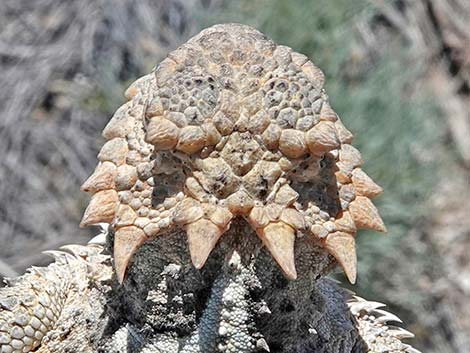 Northern Desert Horned Lizard (Phrynosoma platyrhinos platyrhinos)