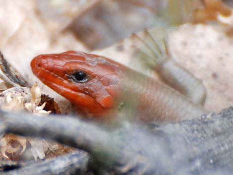 Western Red-tailed Skink (Plestiodon gilberti rubricaudatus)