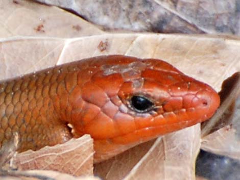 Western Red-tailed Skink (Plestiodon gilberti rubricaudatus)