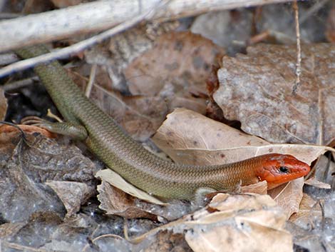 Western Red-tailed Skink (Plestiodon gilberti rubricaudatus)