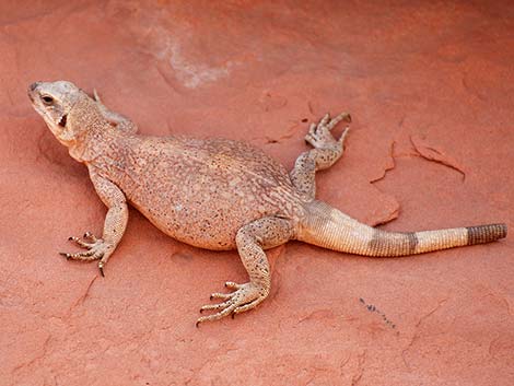 Common Chuckwalla (Sauromalus ater)