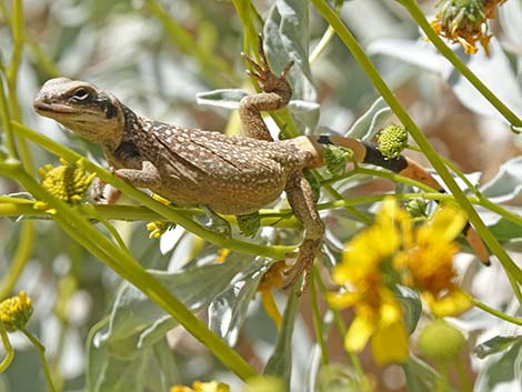 Common Chuckwalla (Sauromalus ater)