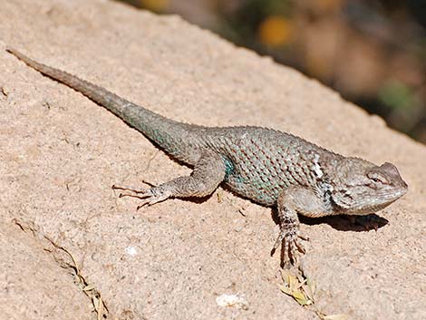 Sonoran Spiny Lizard (Sceloporus clarkii clarkii)