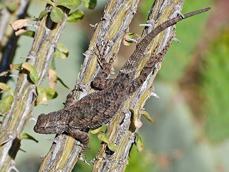 Sonoran Spiny Lizard (Sceloporus clarkii clarkii)