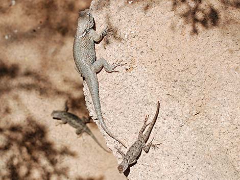 Sonoran Spiny Lizard (Sceloporus clarkii clarkii)