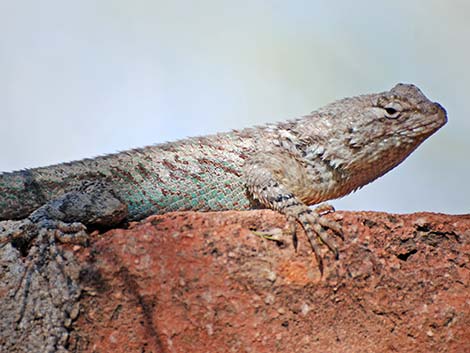 Sonoran Spiny Lizard (Sceloporus clarkii clarkii)