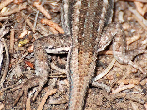 Sagebrush Lizard (Sceloporus graciosus)