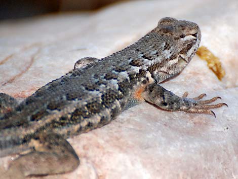 Sagebrush Lizard (Sceloporus graciosus)