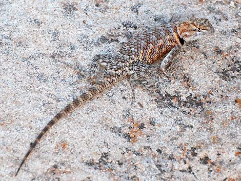 Desert Spiny Lizard (Sceloporus magister)