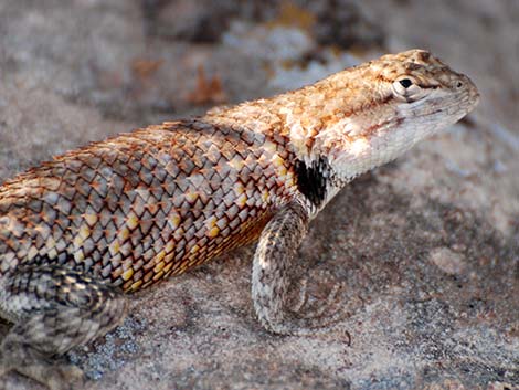 Desert Spiny Lizard (Sceloporus magister)