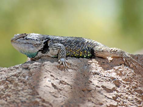 Purple-backed Spiny Lizard (Sceloporus magister magister)