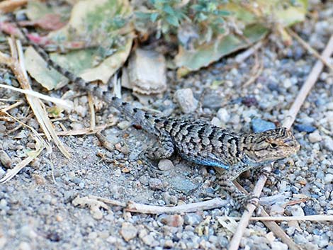 Great Basin Fence Lizard (Sceloporus occidentalis)