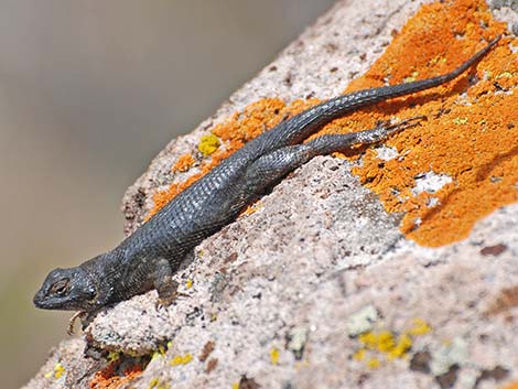 Great Basin Fence Lizard (Sceloporus occidentalis longipes)