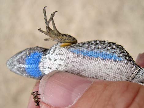 Great Basin Fence Lizard (Sceloporus occidentalis)