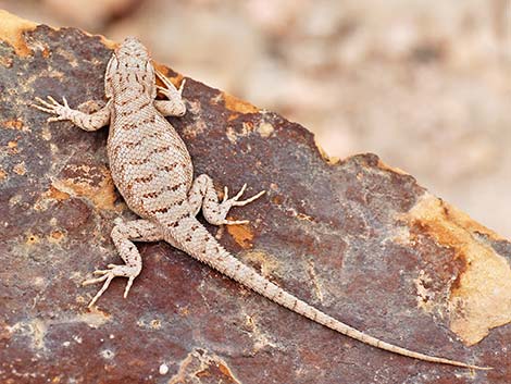 Plateau Fence Lizard (Sceloporus tristichus)