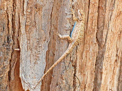 Plateau Fence Lizard (Sceloporus tristichus)