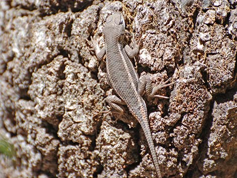 Plateau Fence Lizard (Sceloporus tristichus)