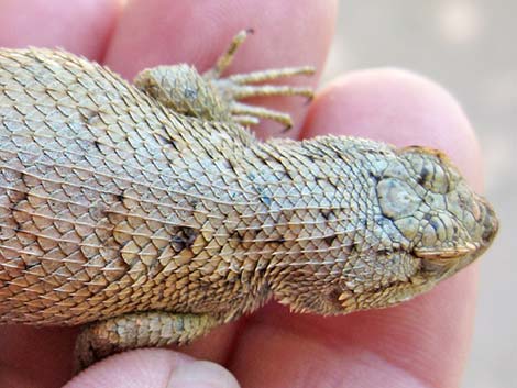 Plateau Fence Lizard (Sceloporus tristichus)