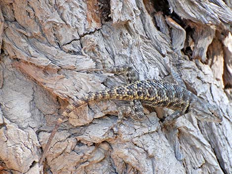 Yellow-backed Spiny Lizard (Sceloporus uniformis)