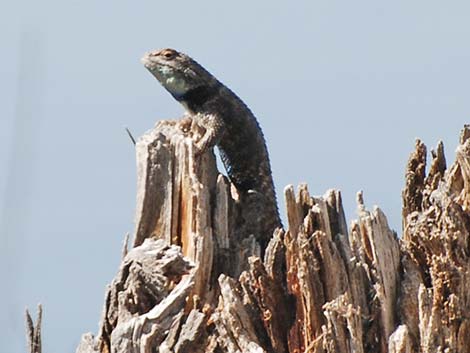 Yellow-backed Spiny Lizard (Sceloporus uniformis)