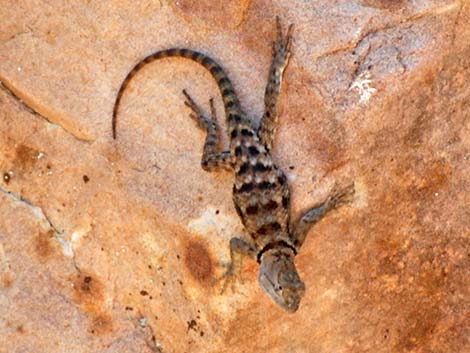 Yellow-backed Spiny Lizard (Sceloporus uniformis)