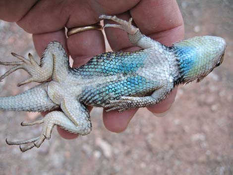 Yellow-backed Spiny Lizard (Sceloporus uniformis)