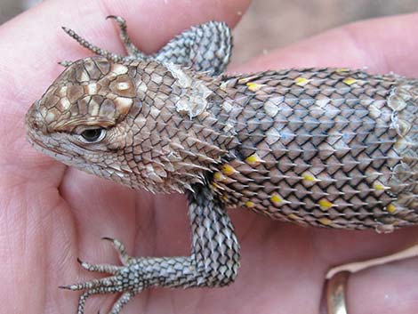 Yellow-backed Spiny Lizard (Sceloporus uniformis)