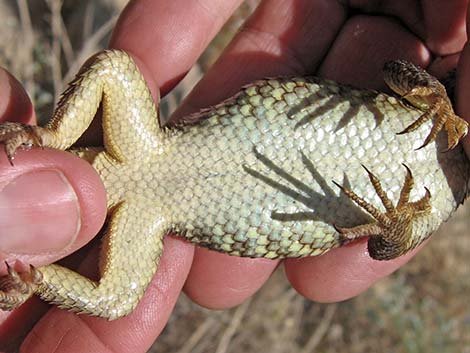 Yellow-backed Spiny Lizard (Sceloporus uniformis)