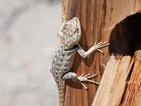 Yellow-backed Spiny Lizard (Sceloporus uniformis)