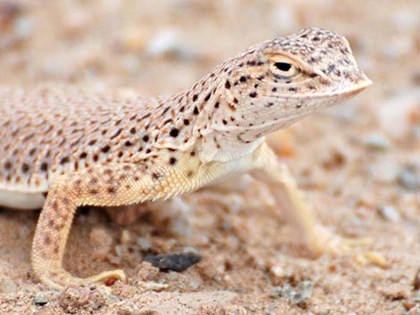 Mojave Fringe-toed Lizard (Uma scoparia)