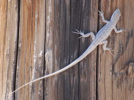 Long-tailed Brush Lizard (Urosaurus graciosus)