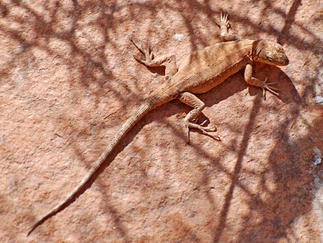 Ornate Tree Lizard (Urosaurus ornatus)