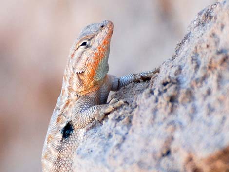 Side-blotched Lizard (Uta stansburiana)