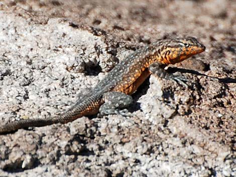 Side-blotched Lizard (Uta stansburiana)