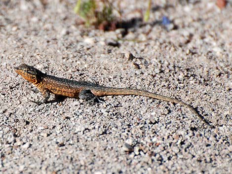 Side-blotched Lizard (Uta stansburiana)