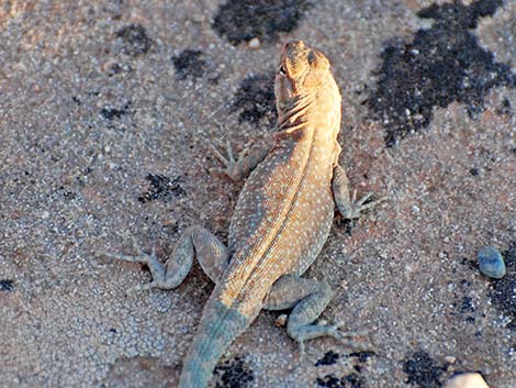 Common Side-blotched Lizard (Uta stansburiana)