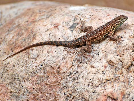 Common Side-blotched Lizard (Uta stansburiana)